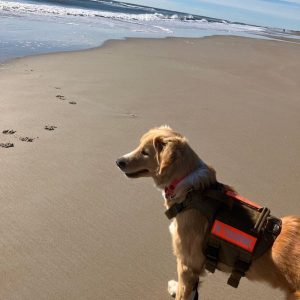 A photo of Blaze, a large Retriever /Mix, standing on the sand looking out into the ocean