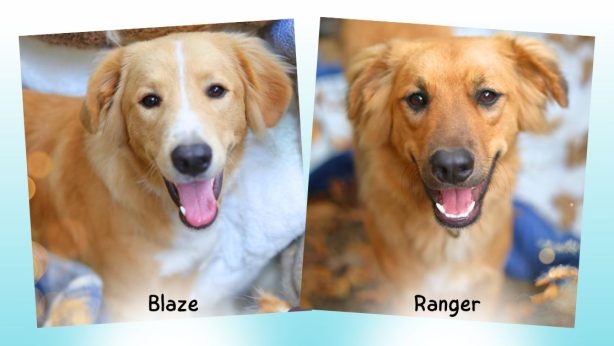 A photo of two dogs, Blaze and Ranger, retriever mixes