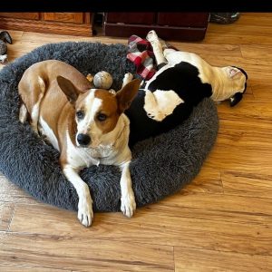A photo of a black and white dog on a dog bed with a brown dog.