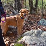 A photo of Ranger, a large Retriever /Mix, in the woods
