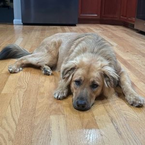 A photo of Ranger, a large Retriever /Mix, lying on a wooden floor