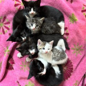 six young kittens laying all together on a pink blanket