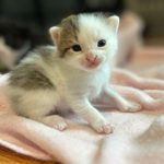 A newborn white and grey kitten