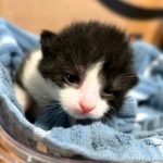 a newborn black and white kitten