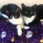 Two black and white cats laying side by side on a blanket