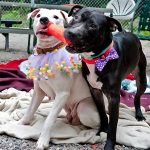 A black pitbull mix and a white pitbull mix playing with a toy together