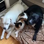 A black pitbull mix and a white pitbull mix laying on a carpet with a cat lying in between them.