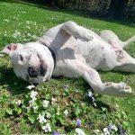 A white pitbull mix lying on her back in the grass and flowers
