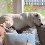 A white pitbull mix sleeping on the back of a couch.
