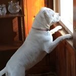 A white pitbull mix standing on her back legs with her paws on the windowsill and looking outside.