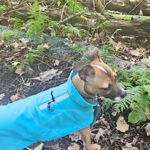 A small brown dog wearing a blue fleece jacket standing in the woods.