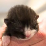 A newborn black and white kitten