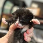 A newborn black and white kitten