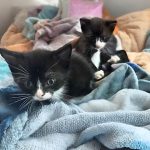 two black and white kittens laying on a blanket