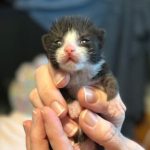 a newborn black and white kitten