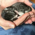 a newborn striped kitten in a person's hand