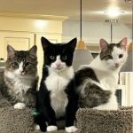 three kittens sitting on a cat tree 