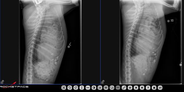 An X-Ray of a dog with a diaphragmatic hernia