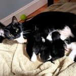 A black and white momma cat with three of her kittens