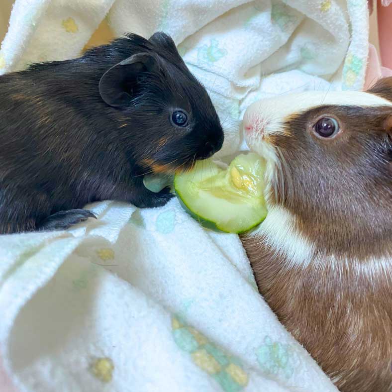Two Guinea pigs eating a piece of cucumber