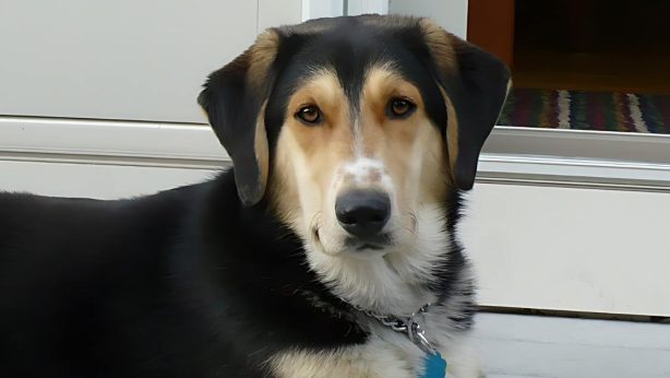 A beagle/husky mix dog standing